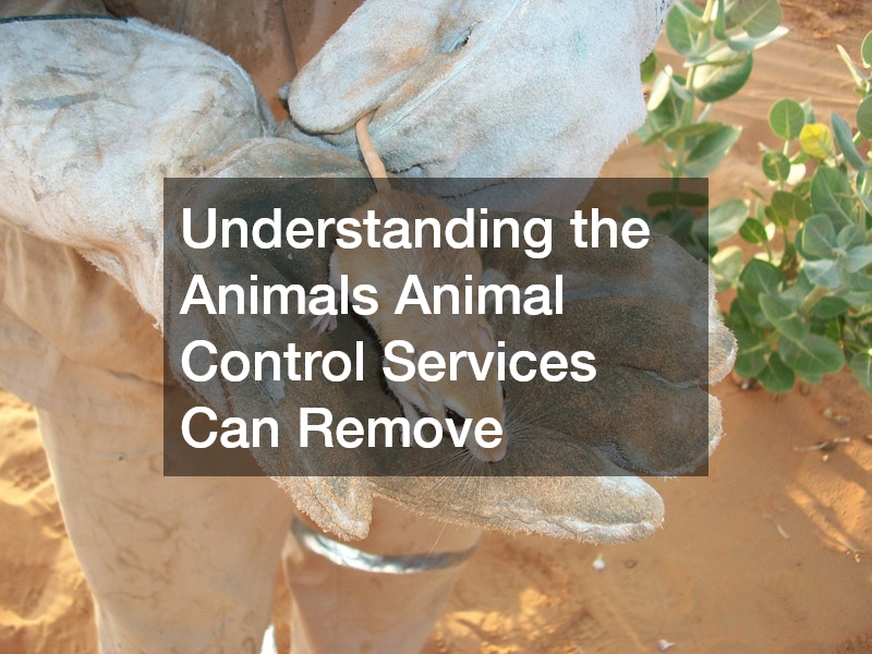 Understanding the Animals Animal Control Services Can Remove
