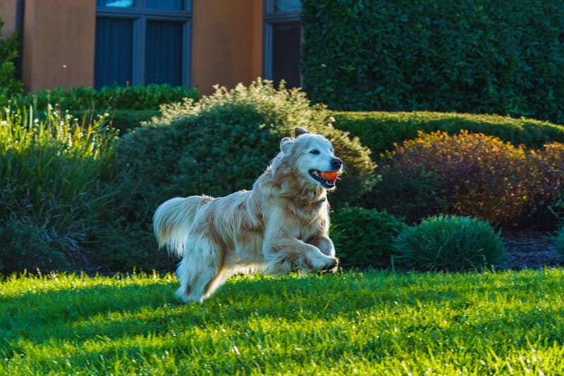 a dog running on a grassy yard
