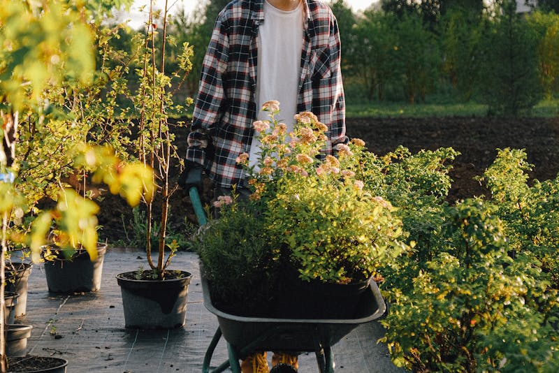 hauling plants for landscaping